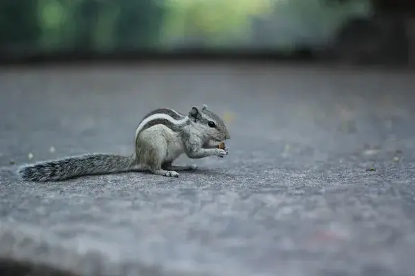Small rodent outdoors near a home